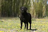 LABRADOR 1011
